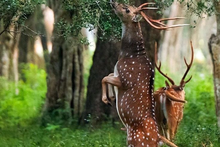 Destinations at yala national park situated in hambantota…