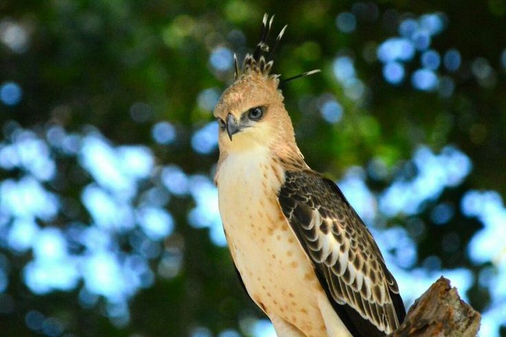 Destinations crested hawk eagle place bundala national park…