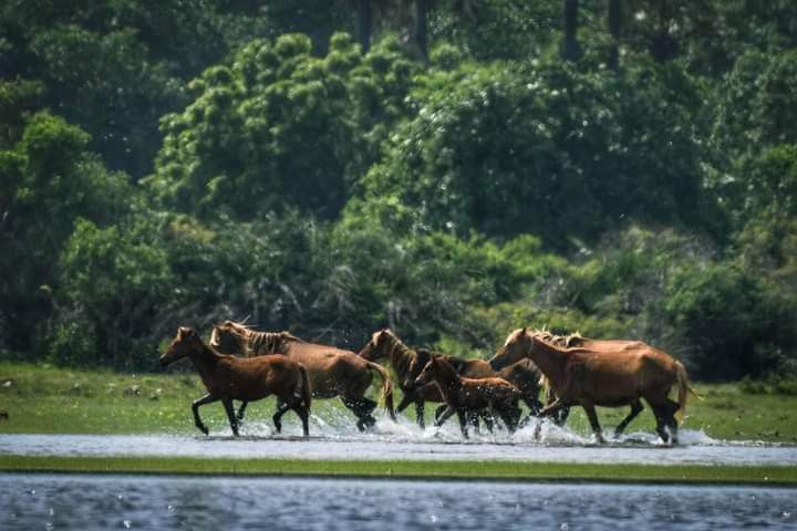 Destinations delf island sri lanka 🇱🇰@pin sri lanka travel