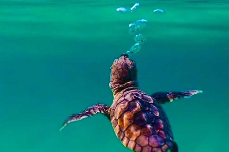 Destinations hikkaduwa beach best beache in galle of sri lanka