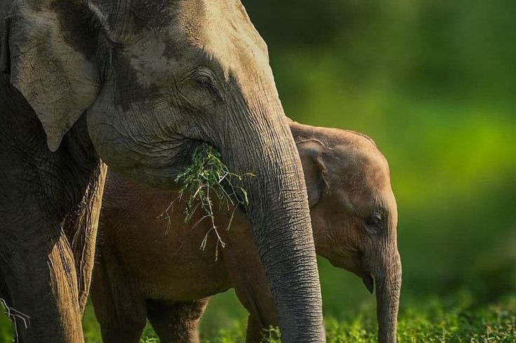 Destinations hurulu eco park 🇱🇰