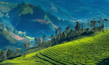 nuwara eliya tea fields emerald tea hills of sri lanka (1)