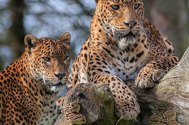 Destinations wild leopard yala national park, srilanka