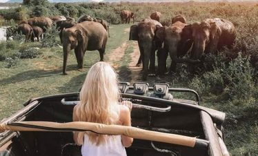 🌿🐘 explore the wildlife wonders of minneriya national park, sri lanka!