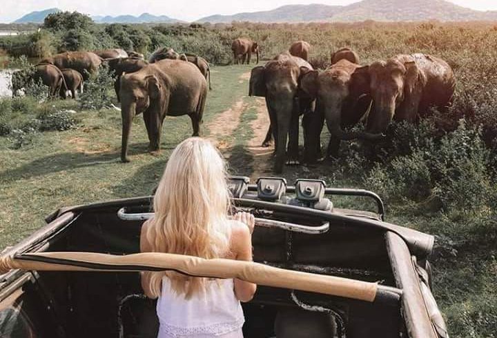 Destinations 🌿🐘 explore the wildlife wonders of minneriya national park, sri lanka!